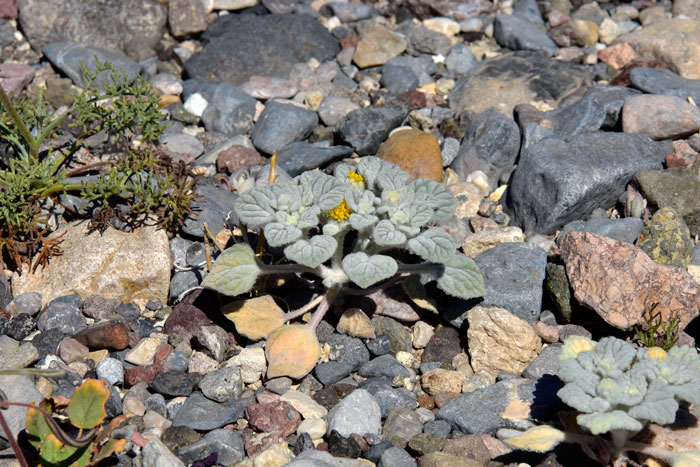 Velvet Turtleback seems to have a preference to the Mojave Desert but its populations extend eastward into the Sonoran Desert. Plants are dense, much branched, hairy and scaly and have a turpentine-like odor about them. Psathyrotes ramosissima 